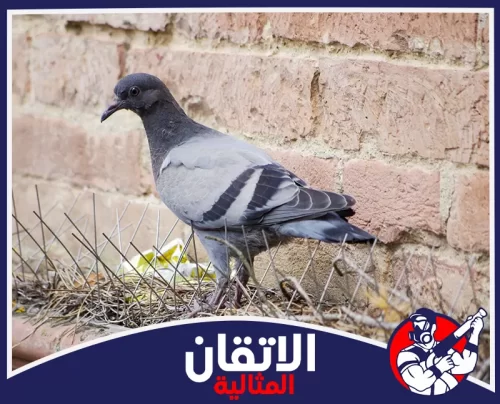 تركيب أشواك طاردة للحمام بالظهران 0567008659 شركة أتقان المثالية شركة تركيب طارد الحمام بالظهران يمنع وقوف الطيور قرب الجدران ويحافظ على نظافة المكان من الفضلات.