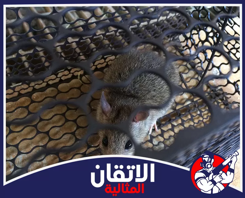 مكافحة الفئران في مصانع الأغذية بالدمام | 0567008659 | شركة الاتقان المثالية استخدام محطات طعوم مؤمنة في مكافحة الفئران بالدمام مع متابعة تحركات القوارض بعيدا عن متناول الأطفال.