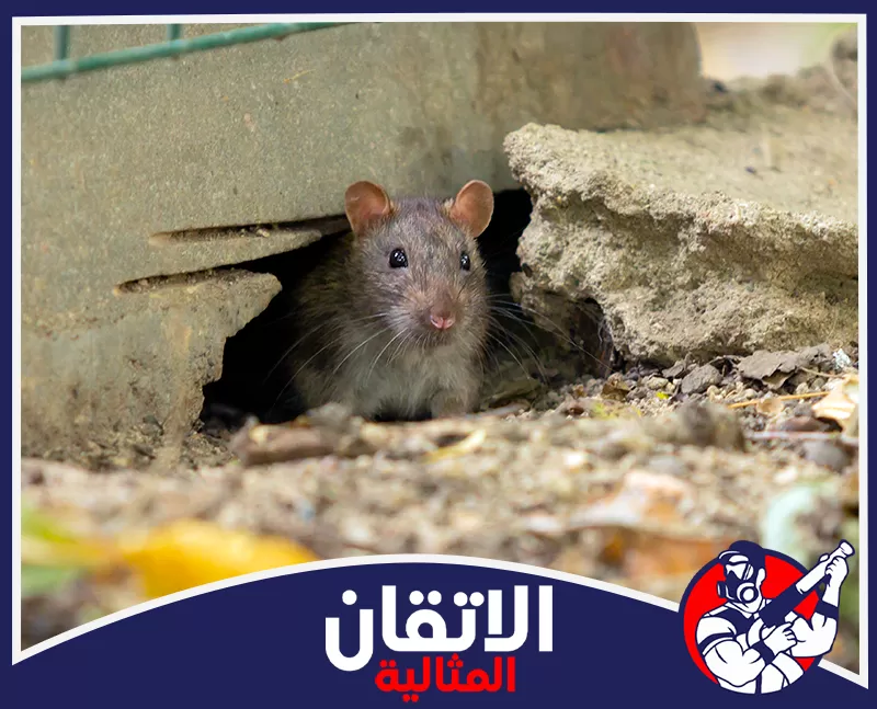مكافحة الفئران للمنازل والفلل بالدمام | 0567008659 | شركة الاتقان المثالية متابعة مكافحة الفئران في الدمام بفحص نقاط الدخول وسد الفتحات للحد من عودة القوارض إلى المنازل مجددا.