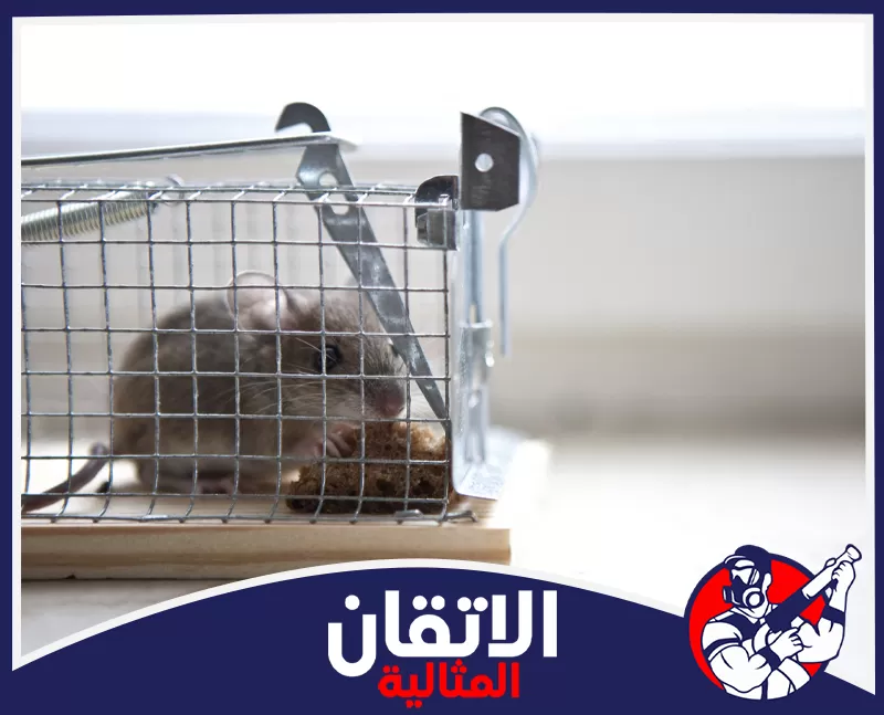 مكافحة الفئران بالدمام | 0567008659 | شركة الاتقان المثالية فني مكافحة فئران في الدمام يضع مصائد آمنة ومناسبة في المناطق التي تظهر بها آثار القوارض داخل المنزل.