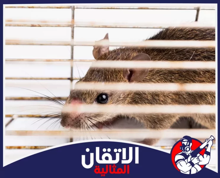 شركة مكافحة الفئران بالدمام