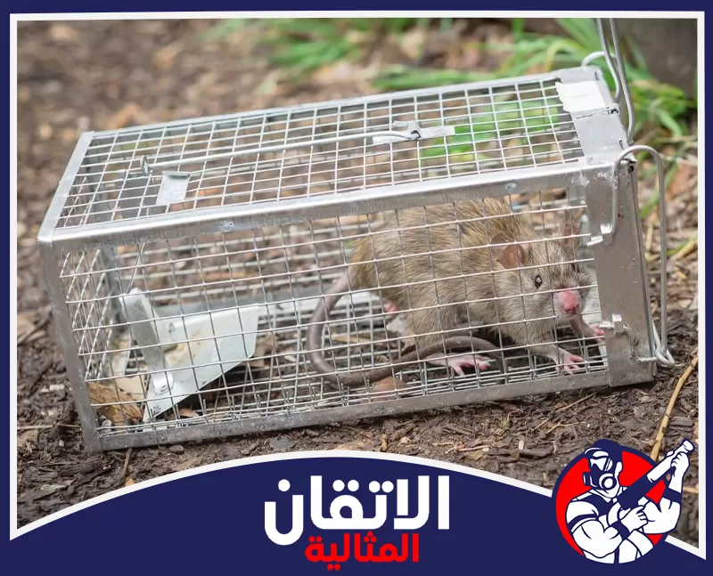 شركة مكافحة القوارض بالدمام | 0567008659 | شركة الاتقان المثالية فحص فتحات الجدران ومداخل المواسير بعناية لتحديد منافذ دخول الفئران ووضع خطة مكافحة مناسبة في الدمام.