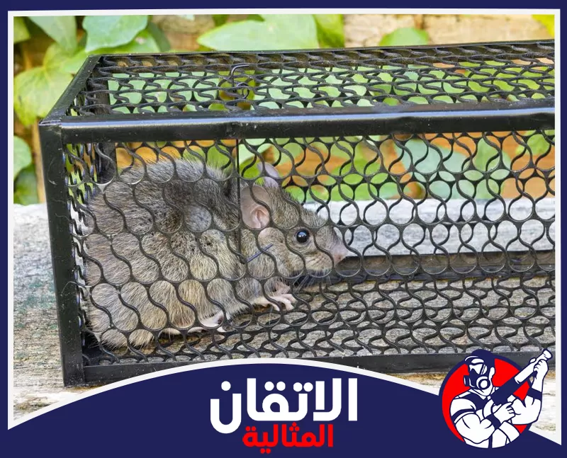 التخلص من الفئران في المستودعات بالدمام | 0567008659 | شركة الاتقان المثالية شركة اتقان المثالية تنفذ مكافحة القوارض بالدمام داخل المخزن مع فحص الأركان ومناطق تخزين المواد بدقة.